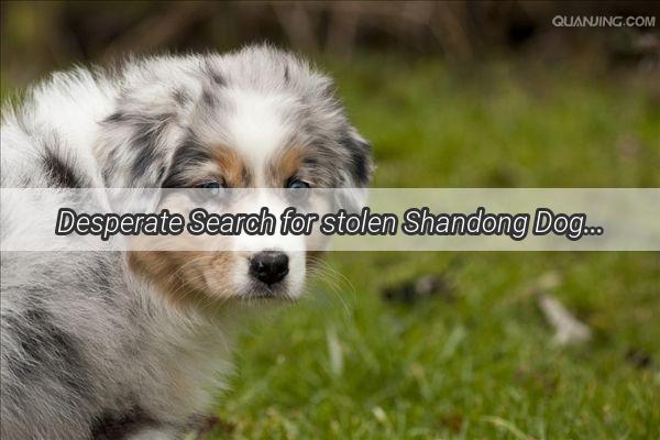 Desperate Search for stolen Shandong Dog A Heartwarming Tale of Resilience and Community Support